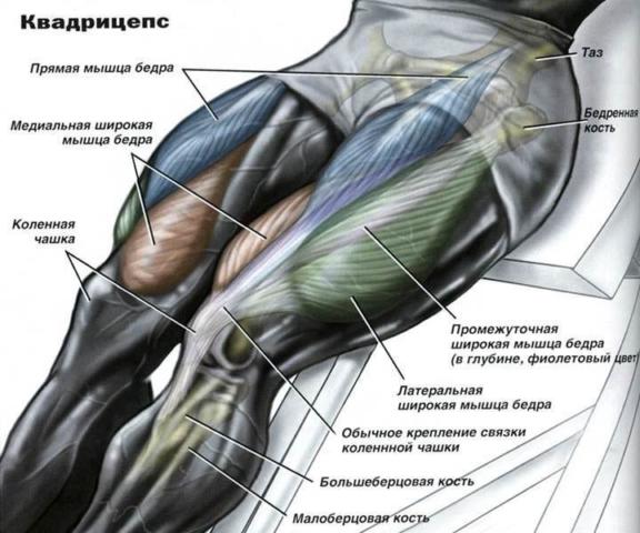 Анатомия квадрицепса