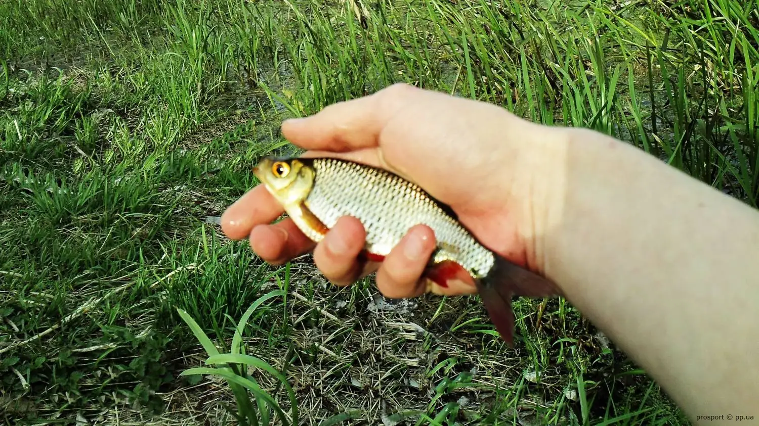 Зловлена краснопірка